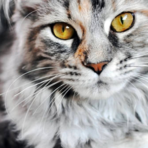 mirada main coon