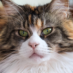 maine coon mirando al infinito
