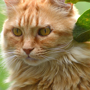 maine coon en el exterior