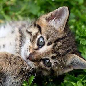 la raza de gato bengala cachorro