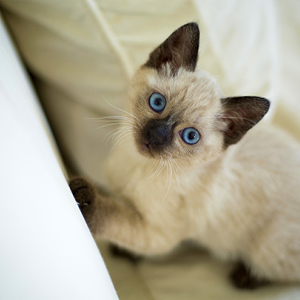 la raza de gato siames cachorro sentado