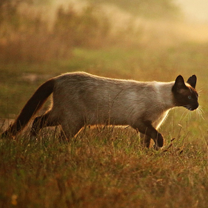 la raza de gato siames en el campo