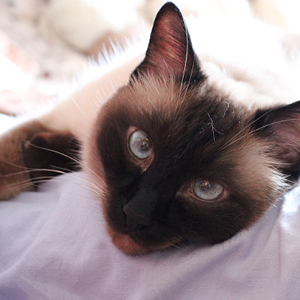 la raza de gato siames descansando