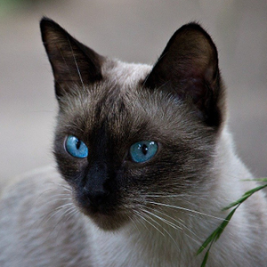 la raza de gato siames adulto