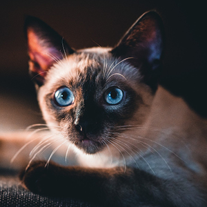 la raza de gato siames cara adulto