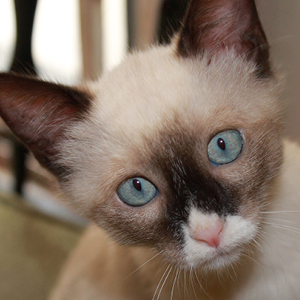 la raza de gato siames mirada fija