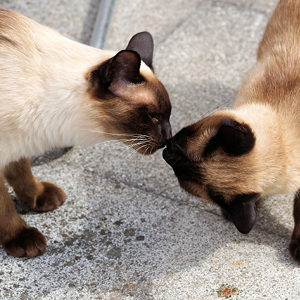 la raza de gato siames pareja