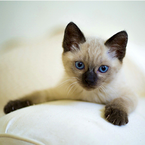 la raza de gato siames cachorro