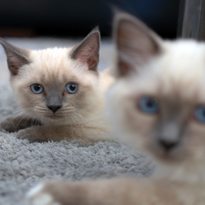 la raza de gato siames cara pareja cachorro