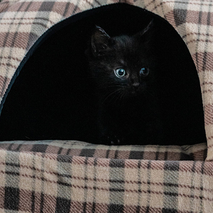 camas para gatos iglus