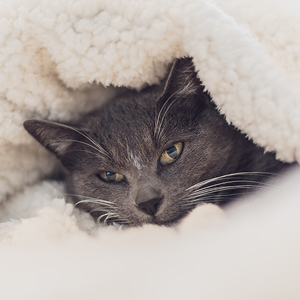 camas para gatos manta gruesa