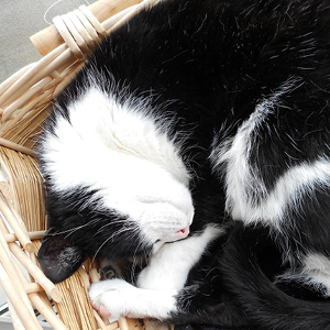 camas para gatos redondas