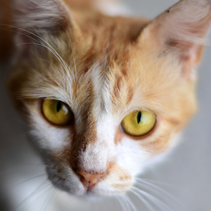 gato temeroso feromonas para gatos