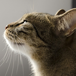 gato oliendo feromonas para gato