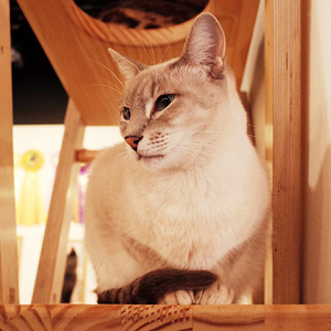 feromonas para gatos en circunstancias de estrés