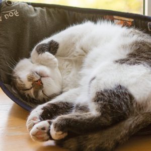 pienso para gatos de buena calidad