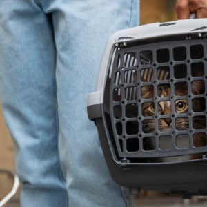 cómo llevar a tu gato al veterinario