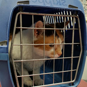 llevar a tu gato al veterinario en transportin