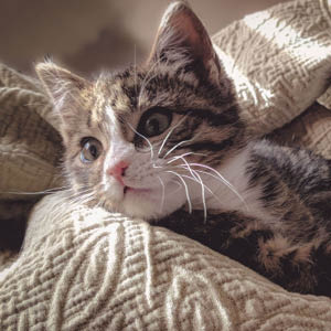 llevar a tu gato al veterinario usa su mantita preferida