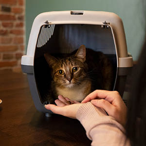 llevar a tu gato al veterinario premio snack