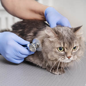 llevar a tu gato al veterinario revisión