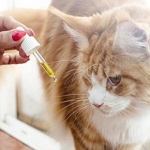 llevar a tu gato al veterinario utiliza feromonas para gatos