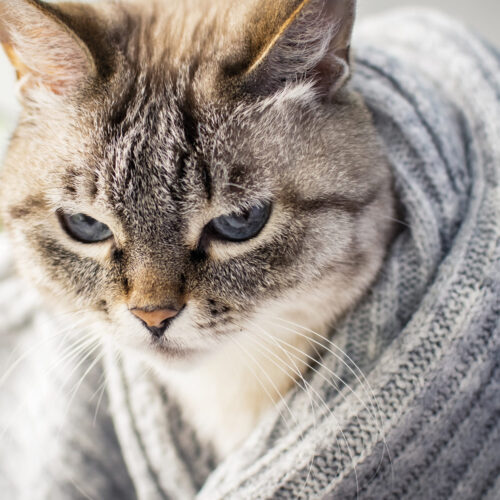 hospital-veterinario