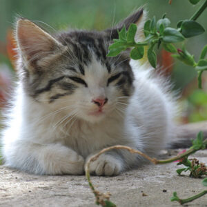 parasitos externos e internos