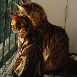 parasitos externos e internos