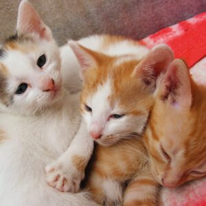 parasitos externos e internos