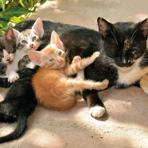 parasitos externos e internos